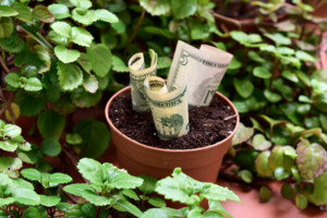 Currency in a flower pot